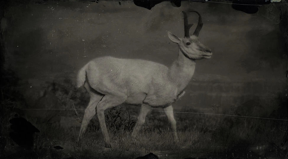 Os-16-animais-lendarios-de-Red-Dead-Redemption-2-Antilope-Americano